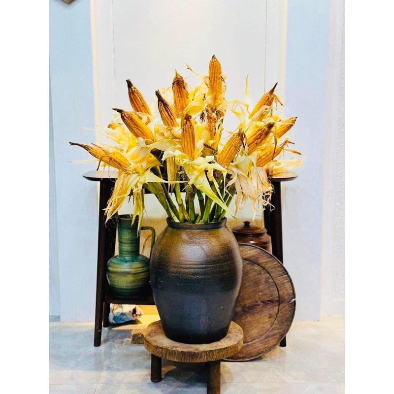 Siêu phẩm cây bắp Ngô trang trí decor nguyên cây