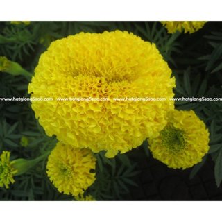 DƯỠNG HOA LÂU TÀN (100gr)