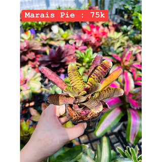 Dứa màu Marais Pie size 8cm trang trí hồ koi, sân vườn, tiểu cảnh