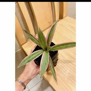 Chậu mềm bảy sắc cầu vồng