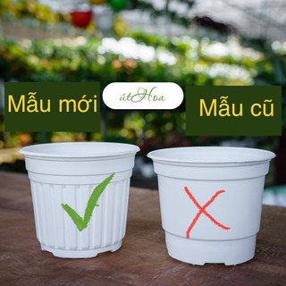 Combo 10 chậu nhựa trắng T20 (20x15 cm) trồng cây nhựa tốt