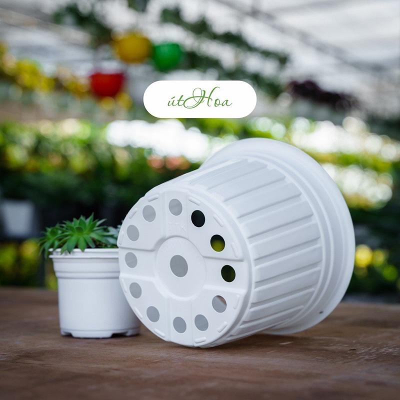 50 chậu nhựa Trắng T20  trồng cây có sọc đẹp