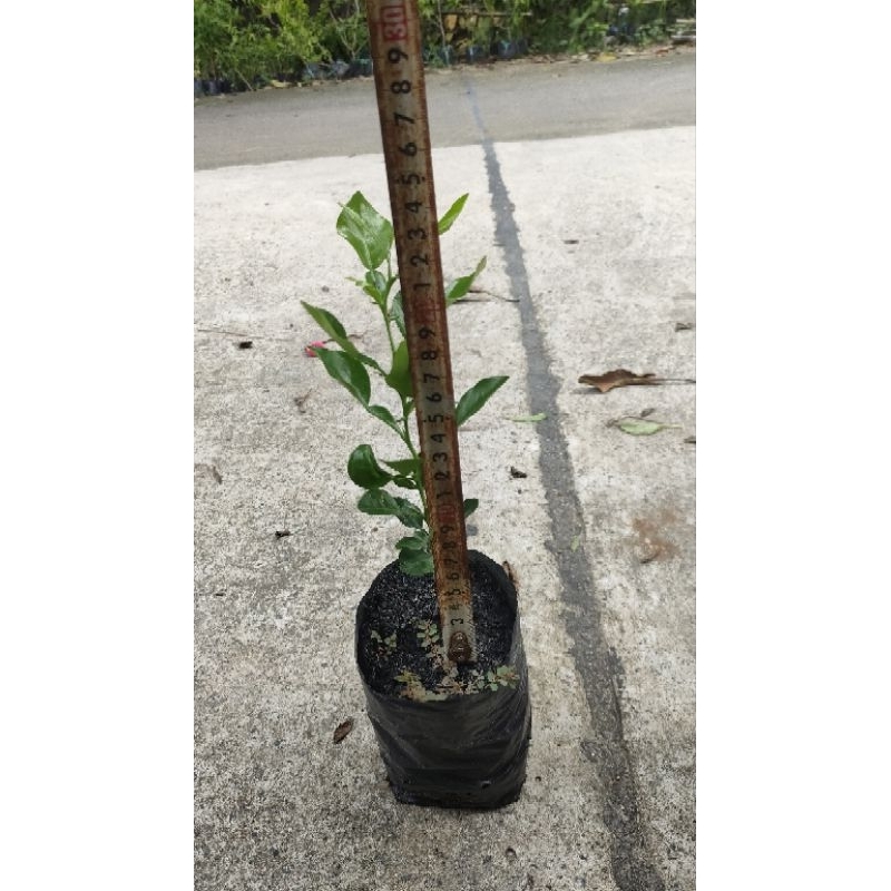 Cây chúc giống cây cao 20cm giá 20k 1 cây