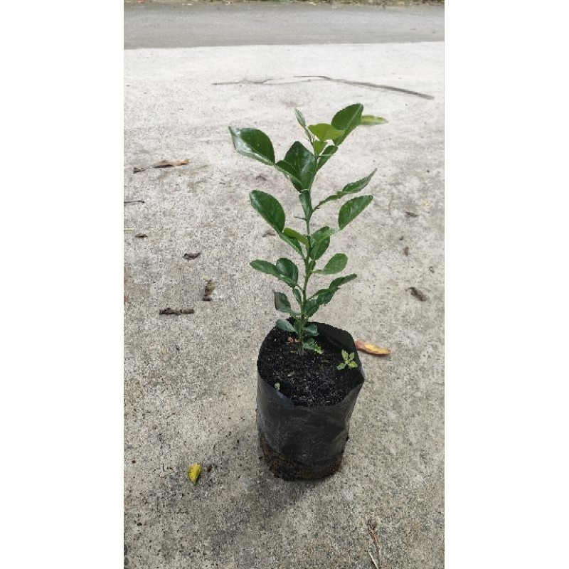 Cây chúc giống cây cao 20cm giá 20k 1 cây