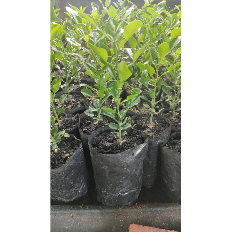 Cây chúc giống cây cao 20cm giá 20k 1 cây