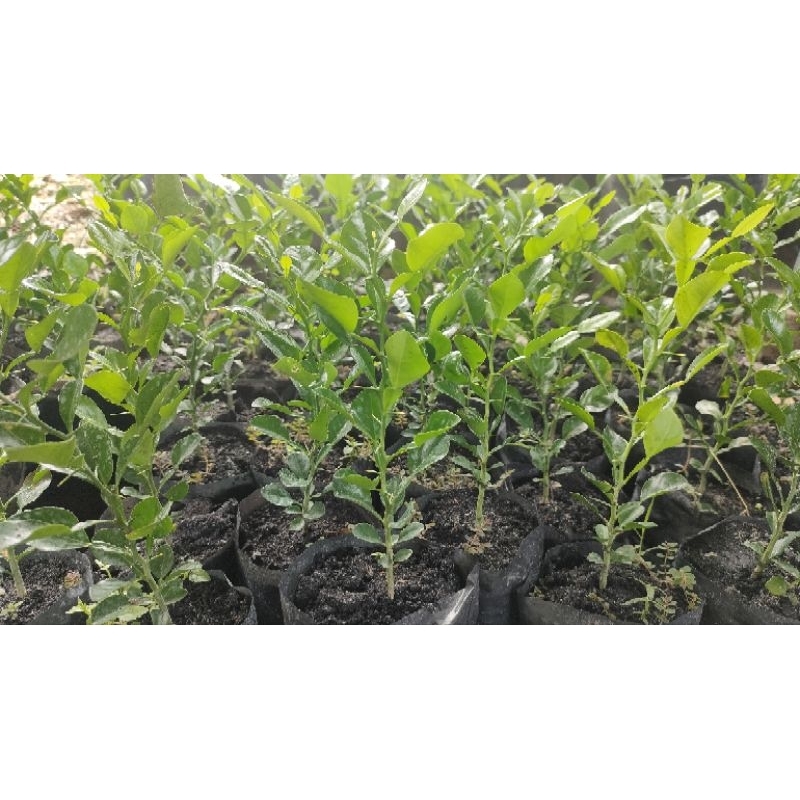 Cây chúc giống cây cao 20cm giá 20k 1 cây