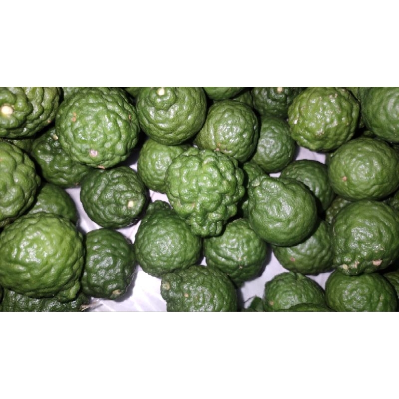 Cây chúc giống cây cao 20cm giá 20k 1 cây