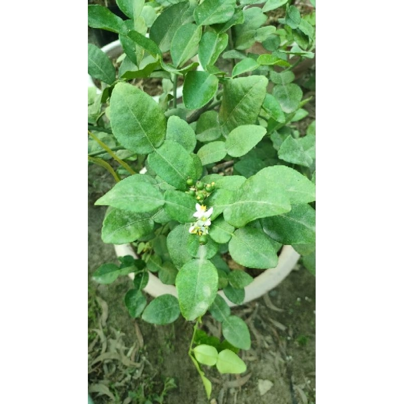 Cây chúc giống cây cao 20cm giá 20k 1 cây