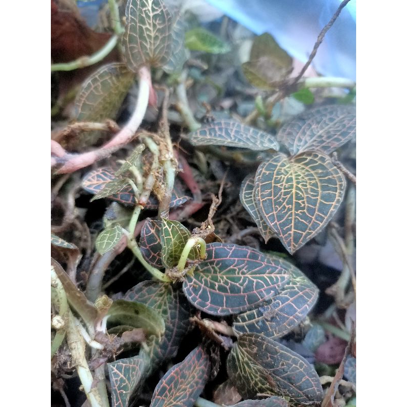 100g Lan Kim Tuyến rừng tươi