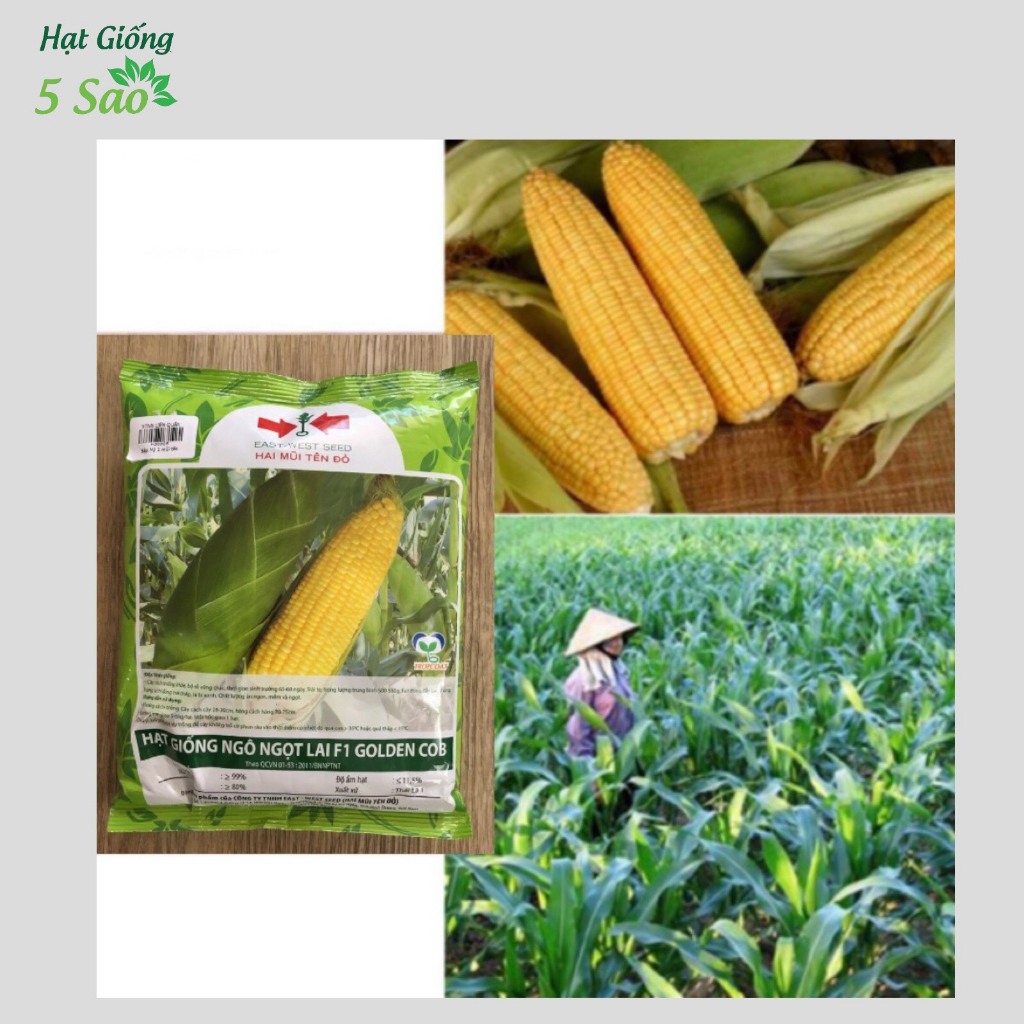Ngô Ngọt F1 ( Bắp Mỹ ) -50 gr