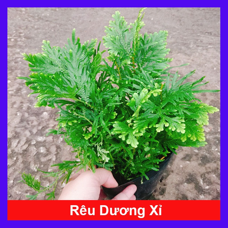 Cây Rêu Dương Xỉ - cây cảnh trang trí sân vườn, hồ bán cạn