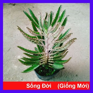 Cây Sống Đời - cây cảnh để bàn
