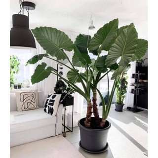 Cây dáy voi làm cảnh