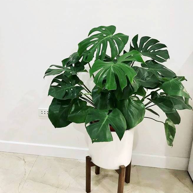 Cây trầu bà Nam Mỹ, cây trầu bà lá xẻ, cây montera