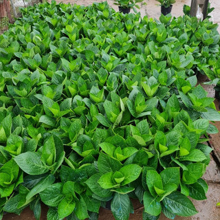 Cẩm tú cầu hàng miền Bắc