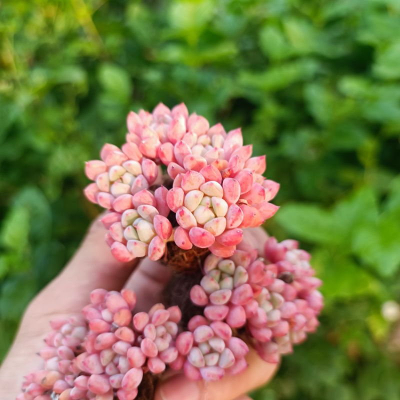 Sale+ Sen Đá Hoa Đào Thụ Mini.