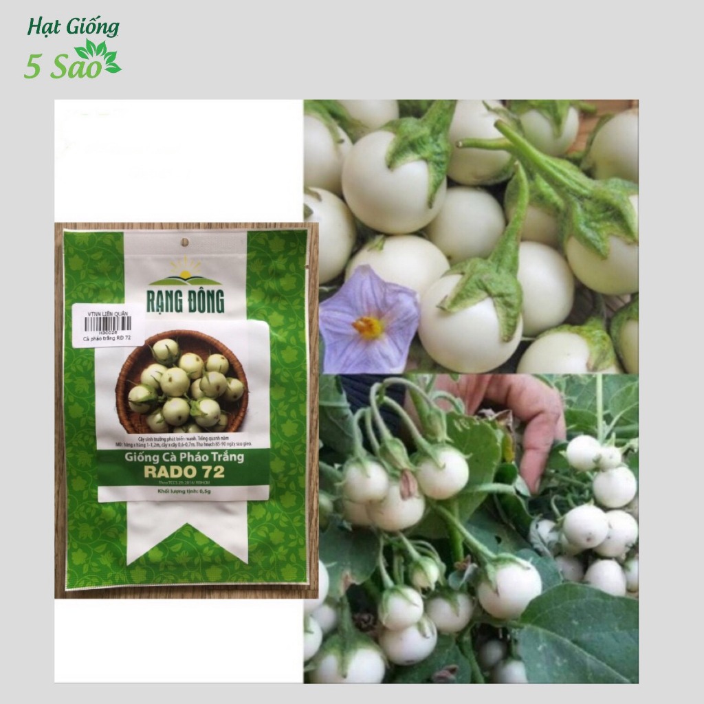 Hạt Giống Cà pháo trắng RĐ 72