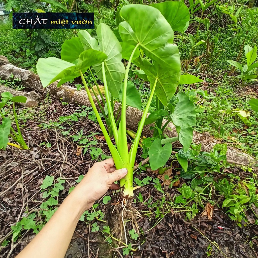Cây môn ngọt giống siêu chất lượng siêu ngon như hình