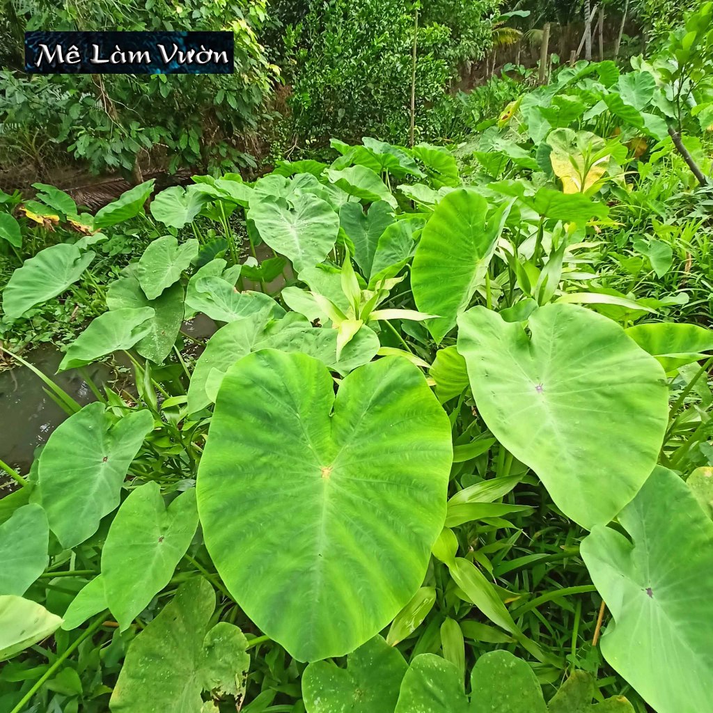 Cây môn ngọt giống siêu chất lượng siêu ngon như hình