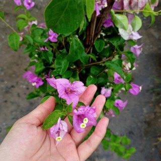 Chậu cây giống hoa giấy tím tuyết size chậu c11