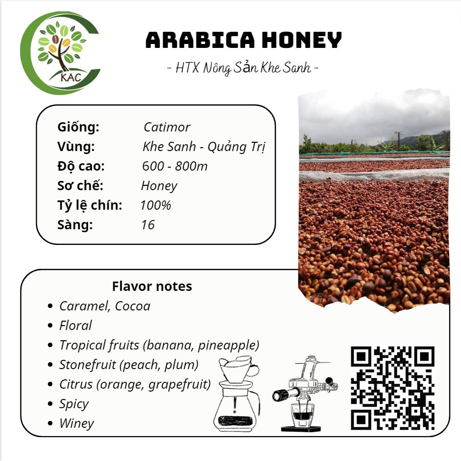 Cà phê nhân xanh Arabica giống Catimor Khe Sanh - TOP 8 Amazing Cup 2023