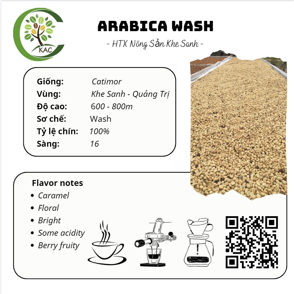 Cà phê nhân xanh Arabica giống Catimor Khe Sanh - TOP 8 Amazing Cup 2023