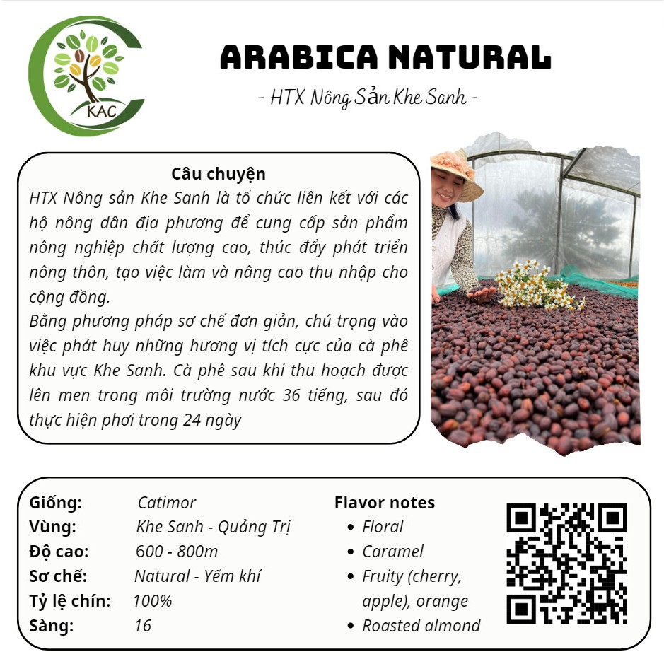 Cà phê nhân xanh Arabica giống Catimor Khe Sanh - TOP 8 Amazing Cup 2023