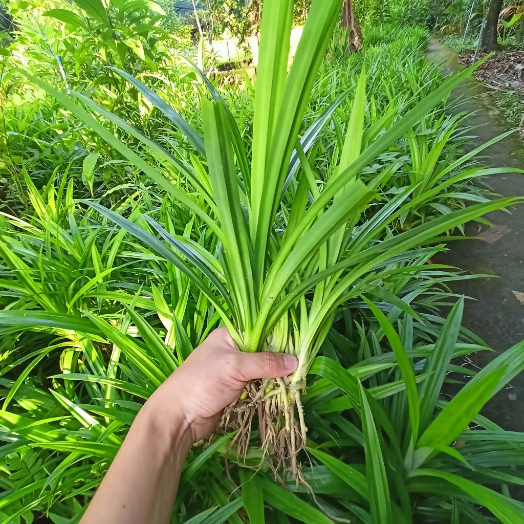 Cây lá dứa thơm giống - Lá cơm nếp thơm