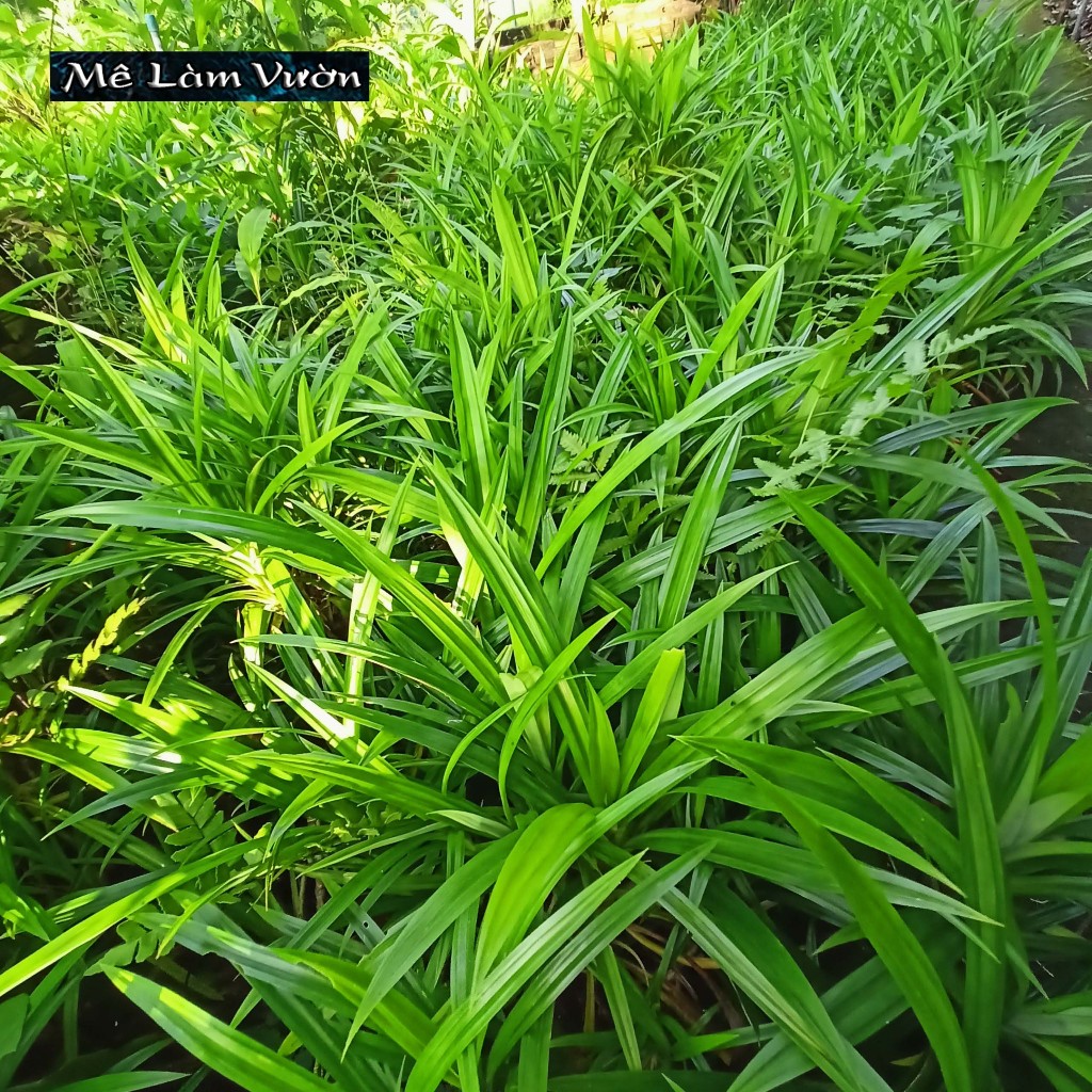 Cây lá dứa thơm giống - Lá cơm nếp thơm