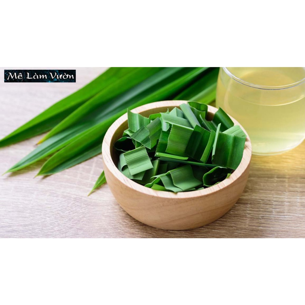 Cây lá dứa thơm giống - Lá cơm nếp thơm