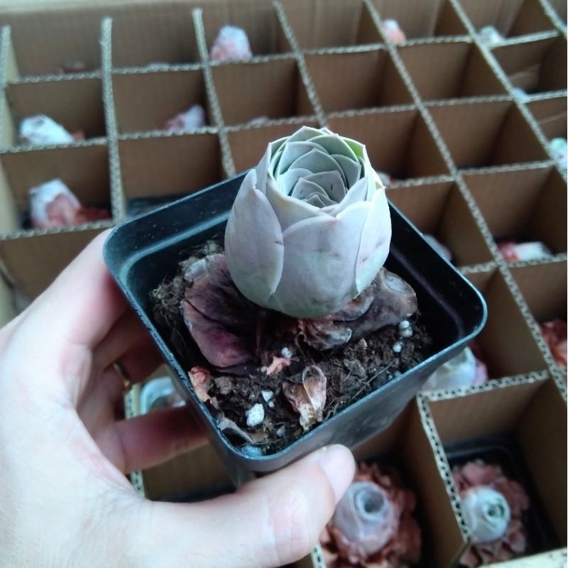 Sen đá hoa hồng 💥FREESHIP💥 Cây bao khoẻ 💥 đã thuần khí nóng