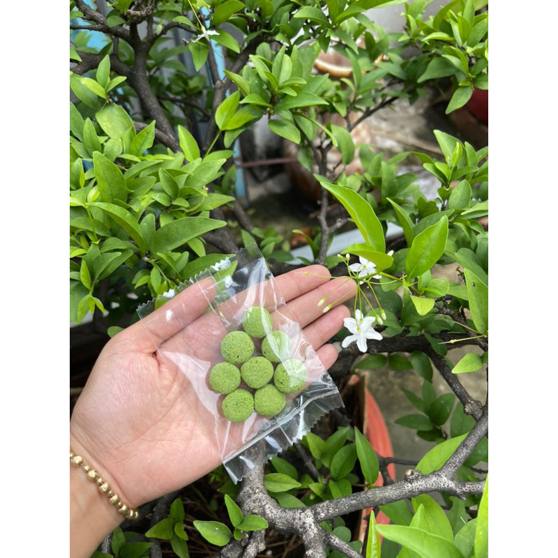 MÀI RĂNG CHO HAMSTER - chăm sóc sức khoẻ răng miệng cho hamster