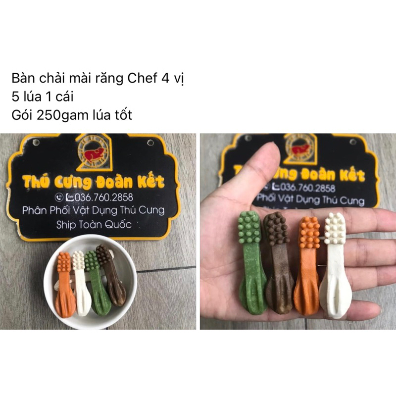 MÀI RĂNG CHO HAMSTER - chăm sóc sức khoẻ răng miệng cho hamster