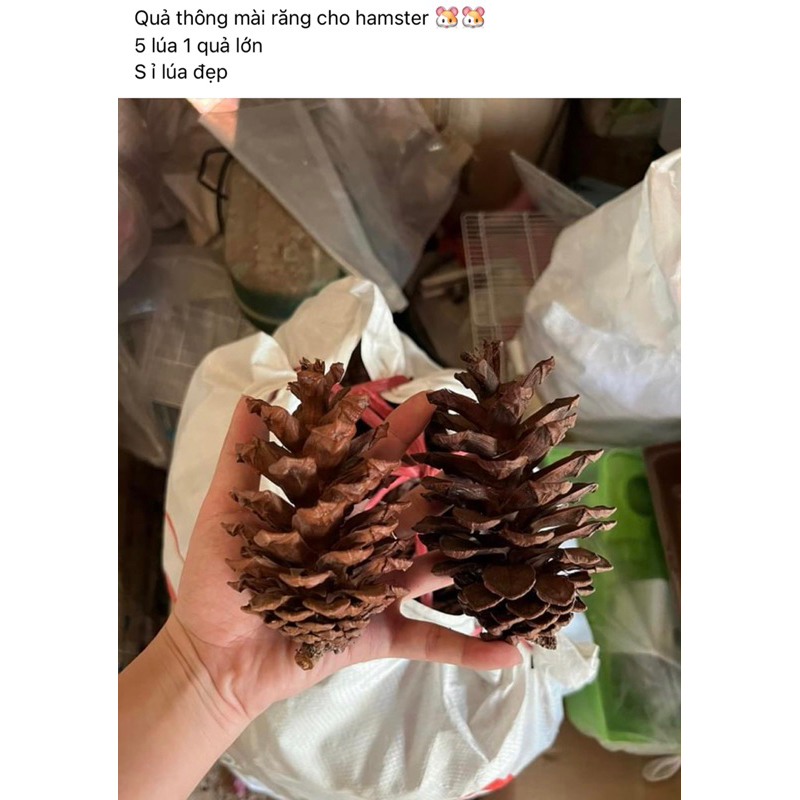 MÀI RĂNG CHO HAMSTER - chăm sóc sức khoẻ răng miệng cho hamster