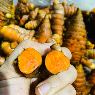 [Combo 2kg] Củ nghệ tươi Củ Chi nhà trồng