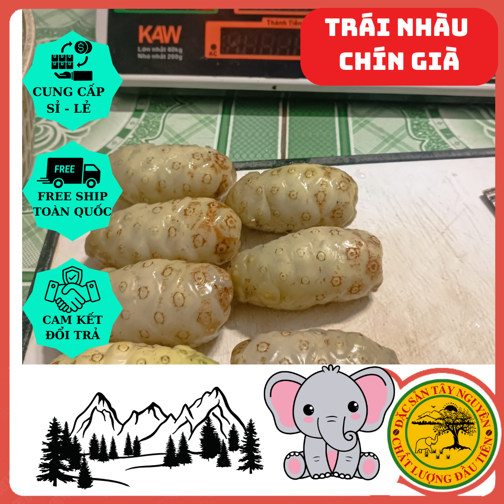 Trái Nhàu Tươi Ngâm Đường Phèn. Bình Lớn 2.5kg .Hỗ trợ đường tiêu hóa - giảm đau nhức xương khớp