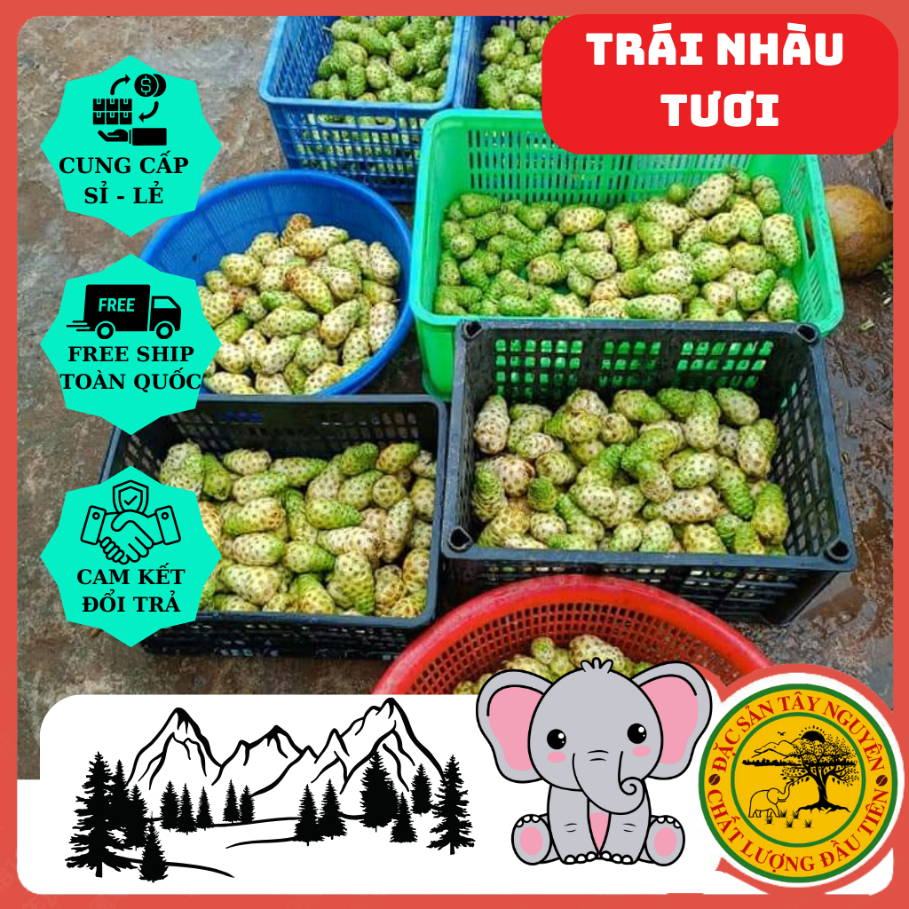 Trái Nhàu Tươi Ngâm Đường Phèn. Bình Lớn 2.5kg .Hỗ trợ đường tiêu hóa - giảm đau nhức xương khớp