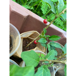 cây giống cà gai leo