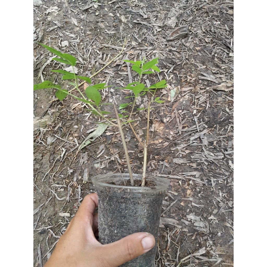 Cây giống Ngũ Trảo