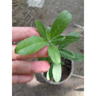Cây Từ Bi cây giống dùng làm dược liệu