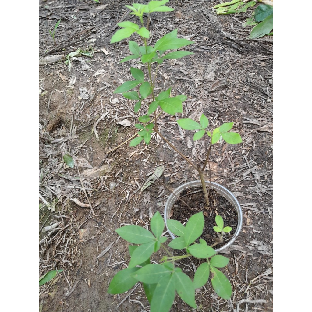 Cây giống Ngũ Trảo