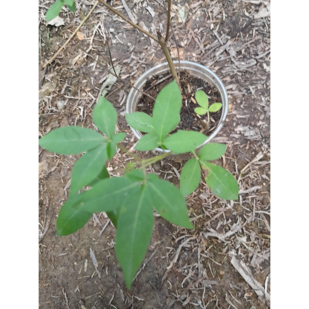 Cây giống Ngũ Trảo