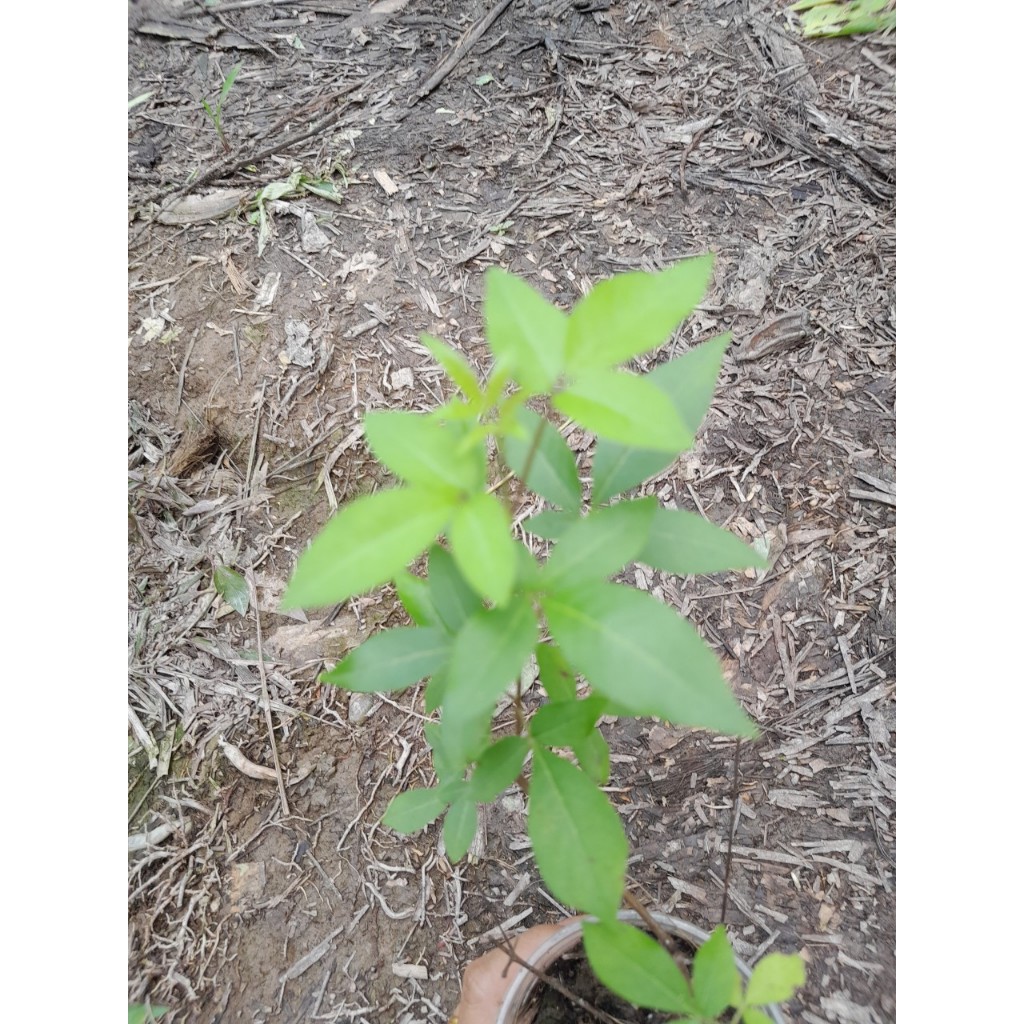 Cây giống Ngũ Trảo