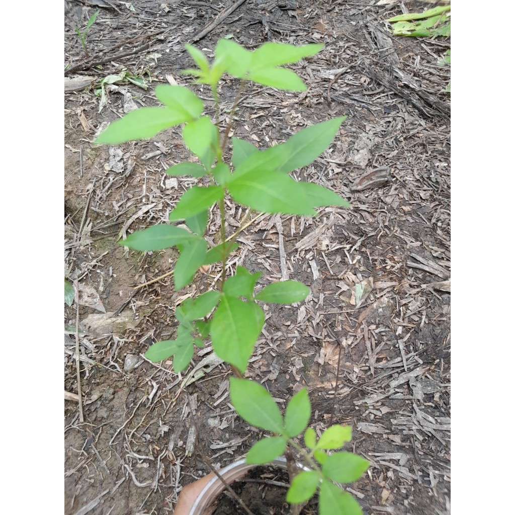 Cây giống Ngũ Trảo