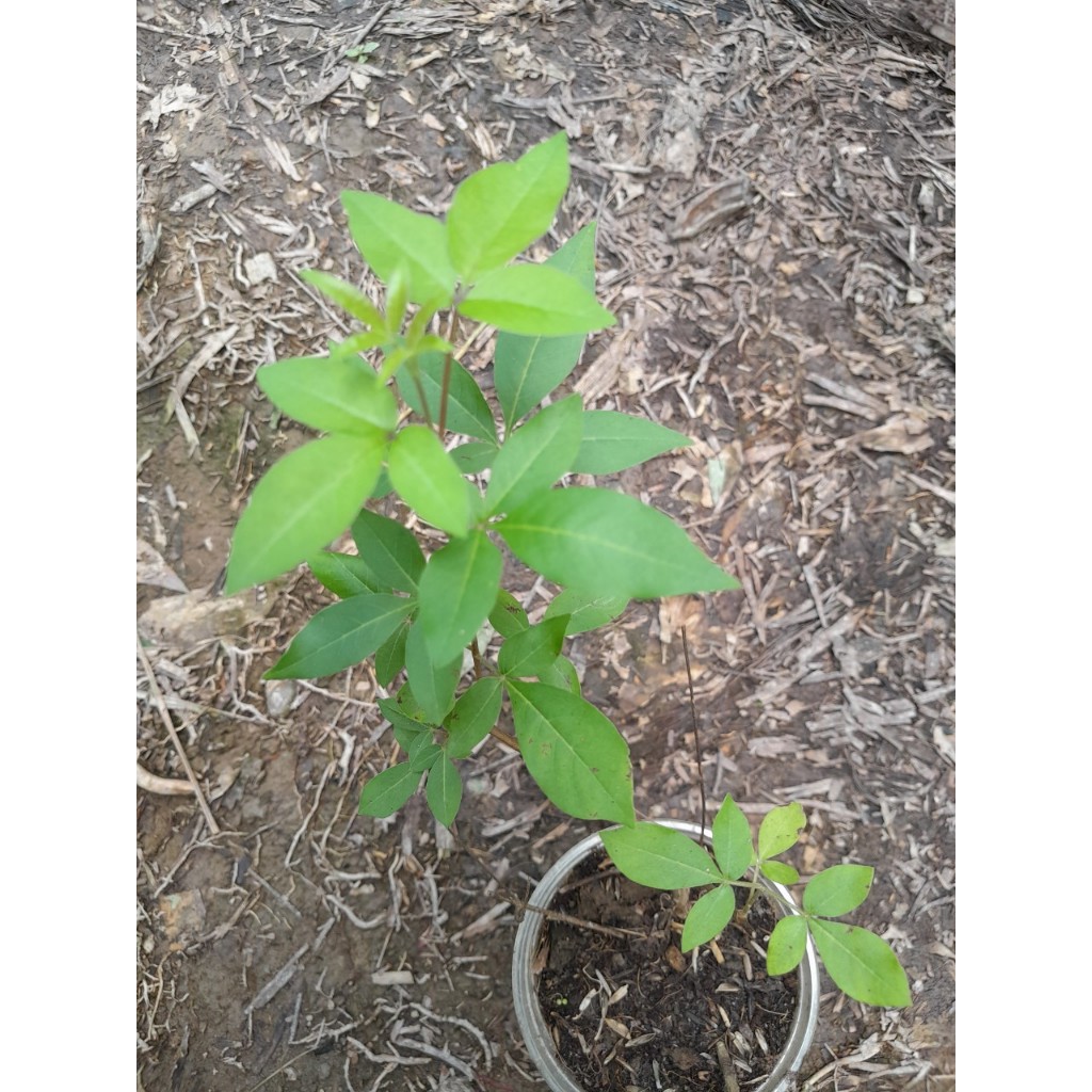 Cây giống Ngũ Trảo