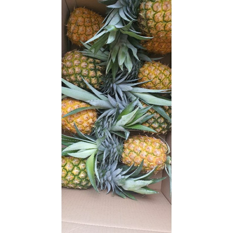 Dứa MD2, thơm mật Md2, giống loại QUẢ TO, NGỌT,nhiều mật[combo 20 cây]