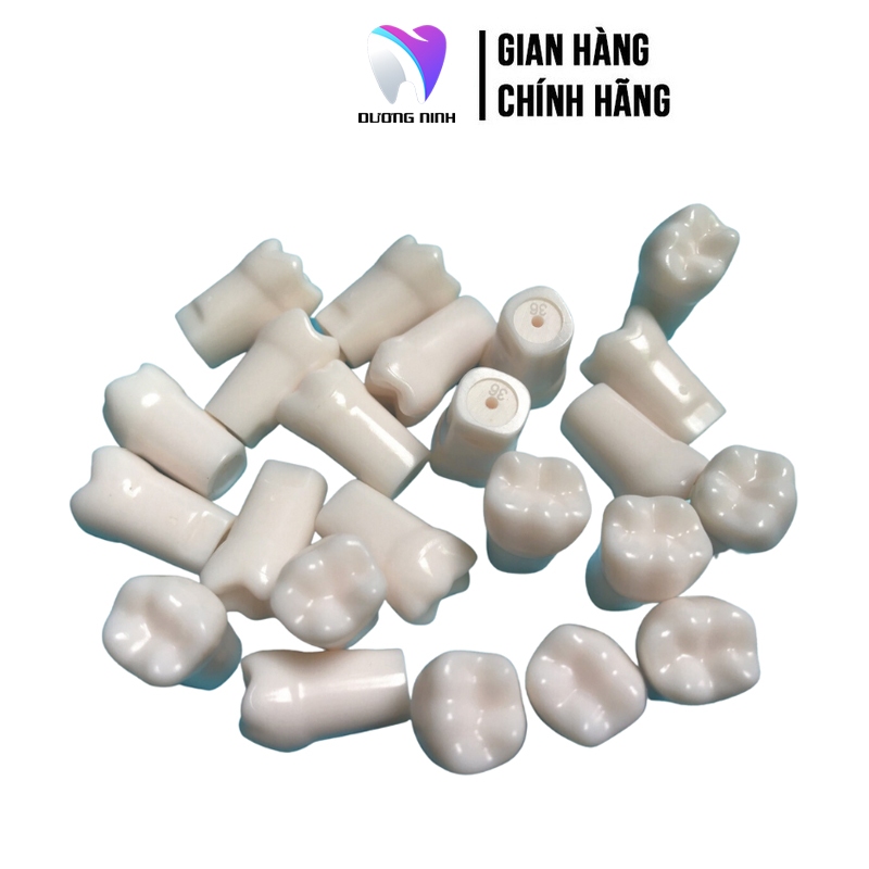 Răng nhựa nha khoa thực hành mài cùi răng cho sinh viên ST09