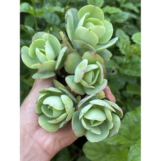 Sale++ sen đá bèo tròn size nhỏ rất đẹp 1 cây.