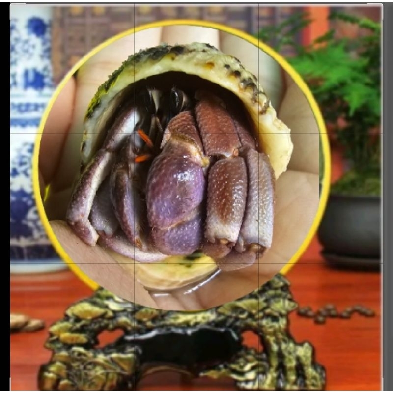 Hình ảnh trang trí để bàn bằng sứ Ốc mượn hồn LiLa