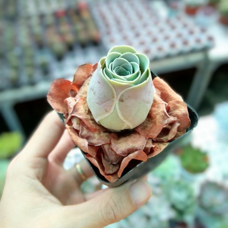 Sen đá hoa hồng 💥FREESHIP💥 Cây bao khoẻ 💥 đã thuần khí nóng